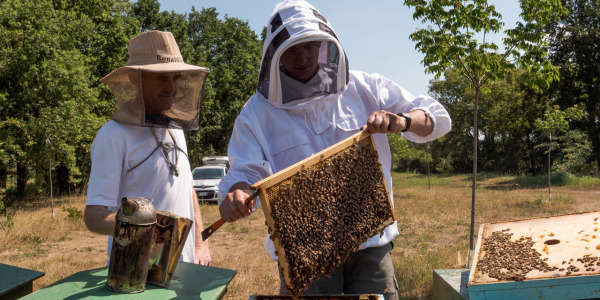 Apicoltura monastica: il miele dei monaci della Cascinazza