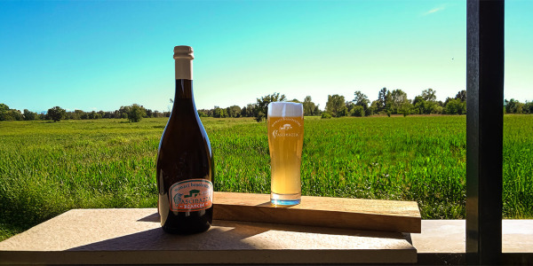 Come degustare la birra monastica: temperature, bicchieri e abbinamenti